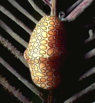 Patterns; Flamingo Tongue Cowry; Grand Cayman; Housed Nik... by Rick Tegeler 